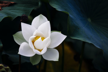 Картинка цветы лотосы белый