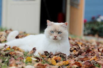 Картинка животные коты листва осень