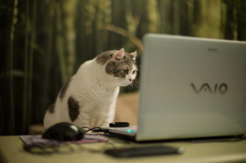обоя животные, коты, vaio, лэптоп, ноутбук, кошка