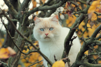Картинка животные коты ветки дерево