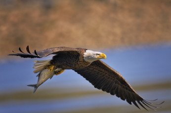 Картинка животные птицы хищники рыба белоголовый орлан добыча улов крылья полёт
