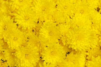 Картинка цветы хризантемы жёлтые макро
