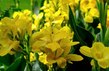 Картинка цветы канна желтый