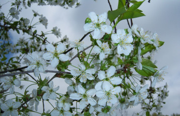 Картинка цветы цветущие деревья кустарники вишня