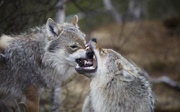 Картинка животные волки клыки