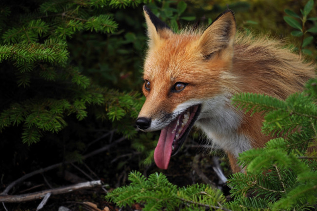 Обои картинки фото животные, лисы, рыжая, язык