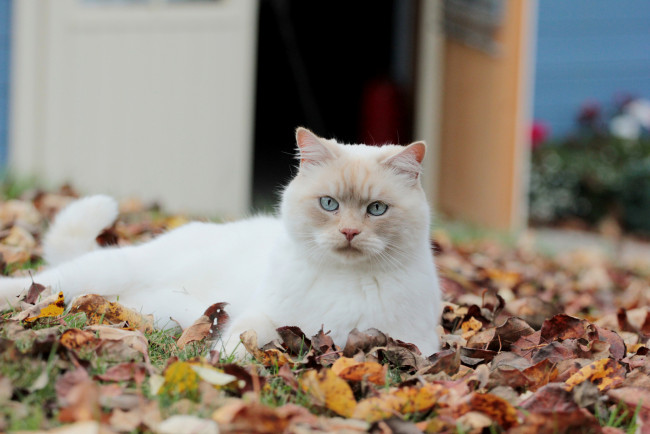 Обои картинки фото животные, коты, листва, осень