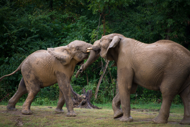 Обои картинки фото животные, слоны, борьба
