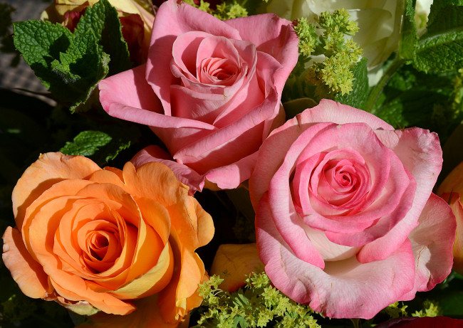 Обои картинки фото цветы, розы, трио, бутоны