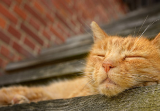 Картинка животные коты отдых рыжий кот морда сон