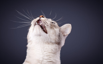Картинка животные коты усы морда кошка кот клыки