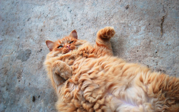 Картинка животные коты жиртрест рыжий кот котяра пушистый