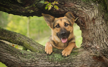 Картинка животные собаки дерево морда собака овчарка немецкая