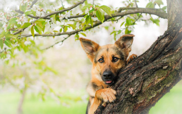 Картинка животные собаки взгляд морда собака овчарка дерево немецкая