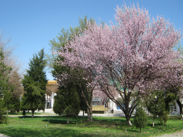 Обои картинки фото цветение абрикоса, цветы, цветущие деревья ,  кустарники, урюк, розовый, абрикос, цветущее, дерево, весна, цвет