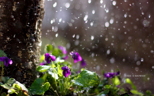 Обои картинки фото цветы, фиалки, природа, дождь