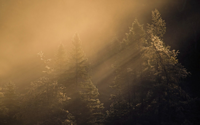 Обои картинки фото природа, лес, осень, туман