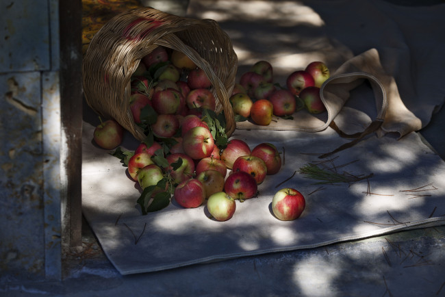 Обои картинки фото еда, Яблоки, плоды, корзина
