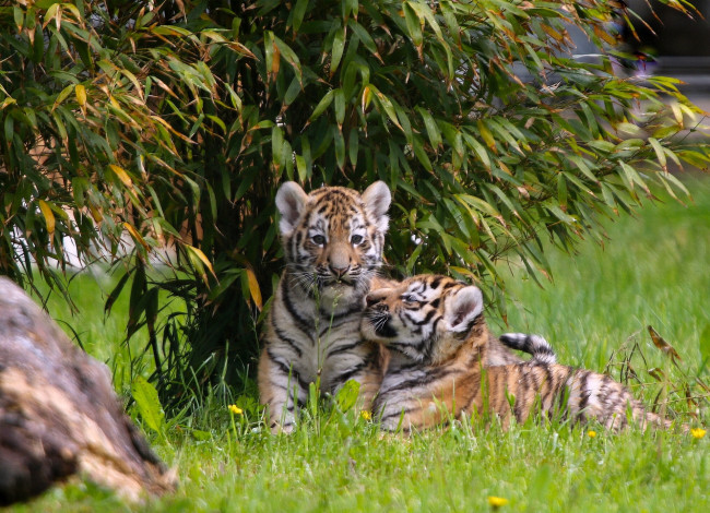 Обои картинки фото животные, тигры, тигрята, двойняшки, парочка, малыши, котята, детёныши