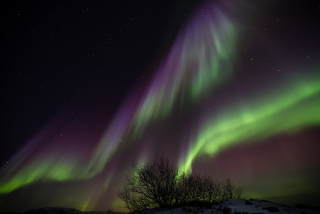Обои картинки фото природа, северное сияние, деревья, ночь, исландия, звезды, северное, сияние