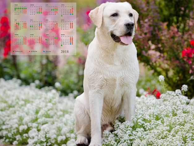 Обои картинки фото календари, животные, взгляд, цветы, собака, белый, цвет