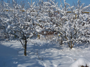 Картинка природа зима сад