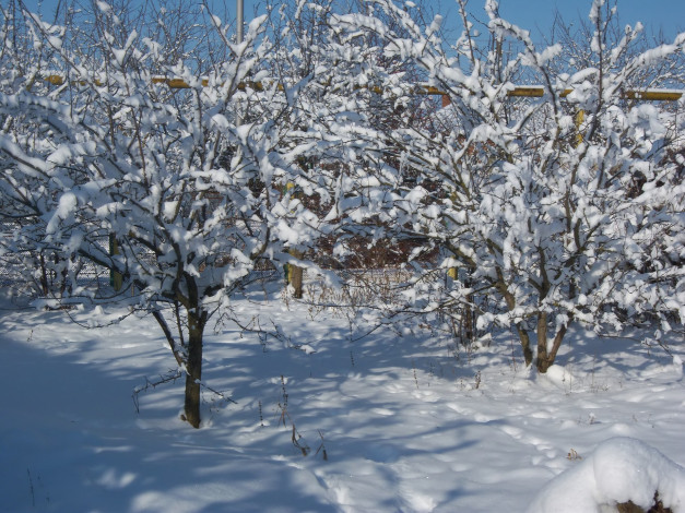 Обои картинки фото природа, зима, сад
