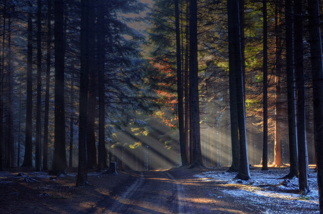 Обои картинки фото природа, лес, дорога, лучи, солнца