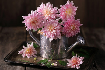Картинка цветы хризантемы лейка розовые букет