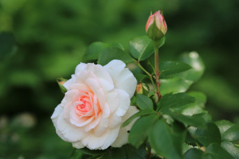 Картинка цветы розы бутоны роза
