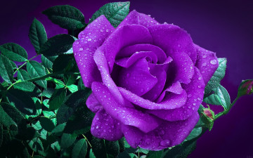 Картинка цветы розы лиловая роза капли макро