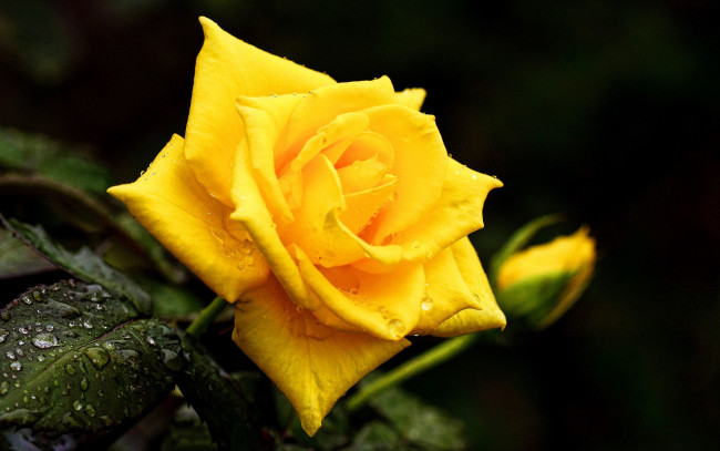 Обои картинки фото цветы, розы, желтая, роза, капли