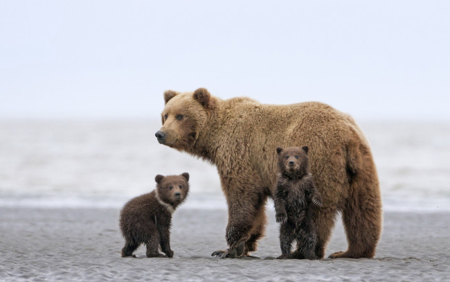 Обои картинки фото животные, медведи, медведица, медвежата, медведь, бурый, гризли, кодьяк, животное, хищник, млекопитающее, хордовые