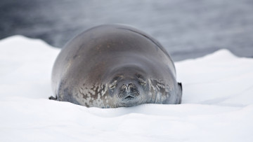 Картинка животные тюлени +морские+львы +морские+котики нерпа снег