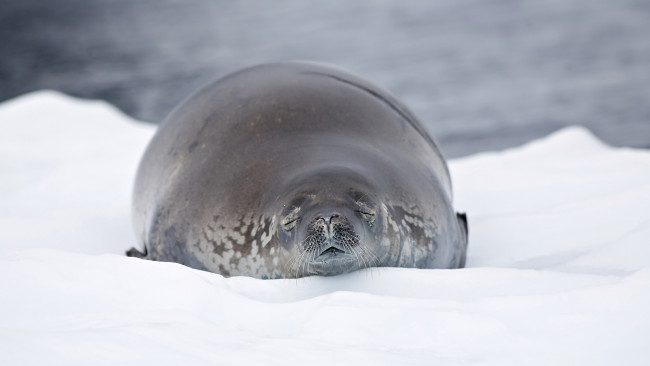 Обои картинки фото животные, тюлени,  морские львы,  морские котики, нерпа, снег