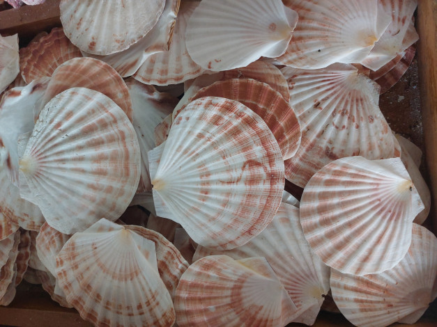 Обои картинки фото scallop shells, разное, ракушки,  кораллы,  декоративные и spa-камни, scallop, shells