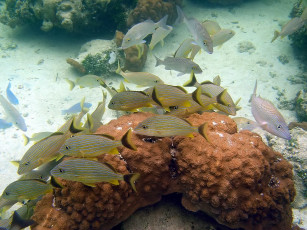 Картинка reef fish животные рыбы
