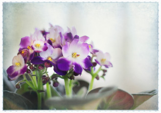 Картинка цветы фиалки фиолетовый