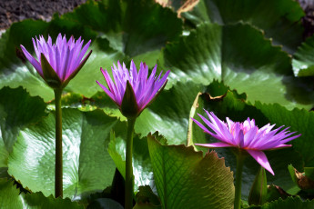 Картинка цветы лилии водяные нимфеи кувшинки сиреневый