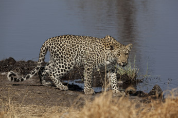 Картинка животные леопарды пятнистый хищник