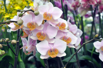 Картинка цветы орхидеи экзотика веткки