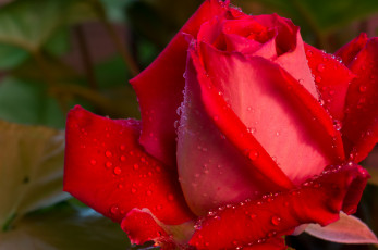 Картинка цветы розы красный лепестки макро