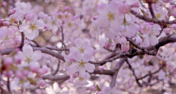 Картинка цветы сакура вишня розовый весна дерево ветки