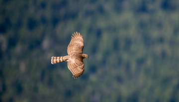 Картинка животные птицы хищники полет bird hawk ястреб крылья взмах