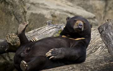 Картинка животные медведи забавный отдых