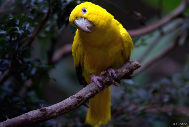 Обои картинки фото животные, попугаи, желтый