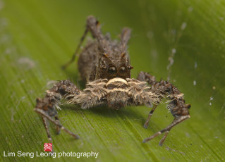 Картинка животные пауки фон лист насекомое паук травинка макро