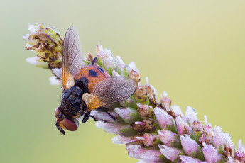Картинка животные насекомые макро травинка муха насекомое фон роса капли утро
