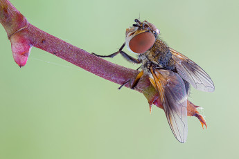 Картинка животные насекомые макро зелёный фон утро насекомое травинка муха