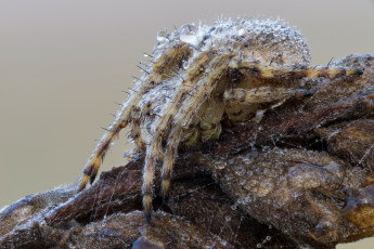 Картинка животные пауки макро паук фон утро насекомое роса капли травинка